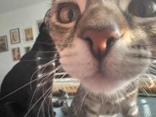 One of Michelle’s cats looking closely into the camera